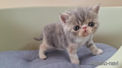 成約済の岐阜県のエキゾチックショートヘア-84649の1枚目