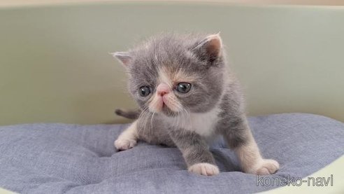 成約済の岐阜県のエキゾチックショートヘア-84650の2枚目