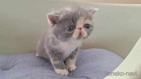 成約済の岐阜県のエキゾチックショートヘア-84650の3枚目