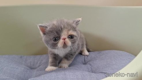 成約済の岐阜県のエキゾチックショートヘア-84650の4枚目