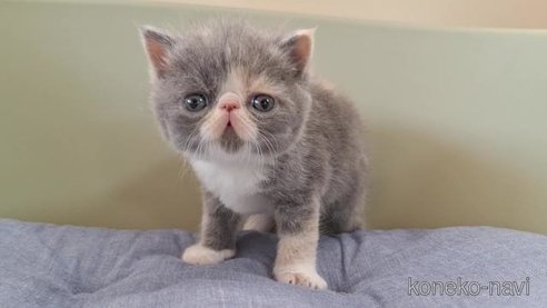 成約済の岐阜県のエキゾチックショートヘア-84650の6枚目