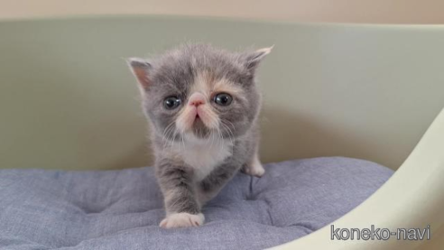成約済の岐阜県のエキゾチックショートヘア-84650