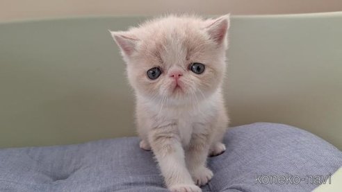 成約済の岐阜県のエキゾチックショートヘア-84651の4枚目