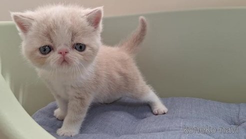 成約済の岐阜県のエキゾチックショートヘア-84651の5枚目