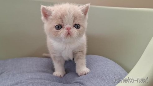 成約済の岐阜県のエキゾチックショートヘア-84651の3枚目