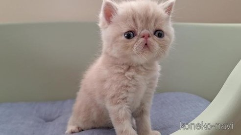 成約済の岐阜県のエキゾチックショートヘア-84653の2枚目