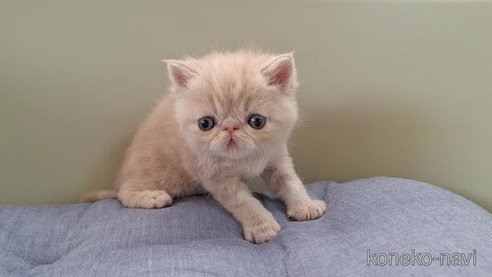 成約済の岐阜県のエキゾチックショートヘア-84653の3枚目