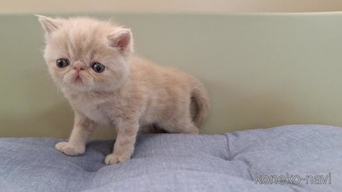 成約済の岐阜県のエキゾチックショートヘア-84653の4枚目