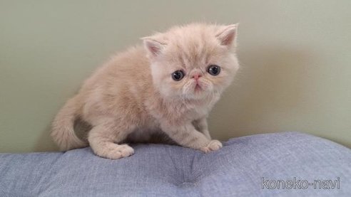 成約済の岐阜県のエキゾチックショートヘア-84653の6枚目