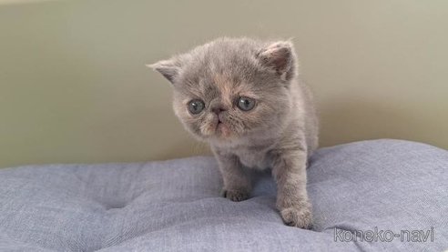 成約済の岐阜県のエキゾチックショートヘア-84654の5枚目