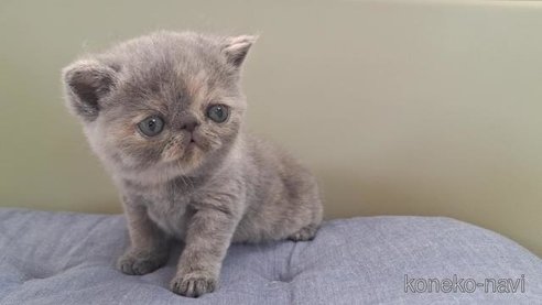 成約済の岐阜県のエキゾチックショートヘア-84654の6枚目