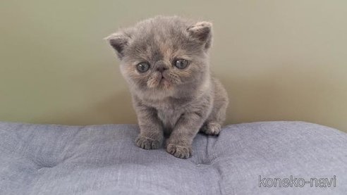 成約済の岐阜県のエキゾチックショートヘア-84654の2枚目