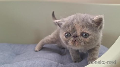 成約済の岐阜県のエキゾチックショートヘア-84654の3枚目