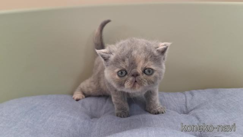 成約済の岐阜県のエキゾチックショートヘア-84654