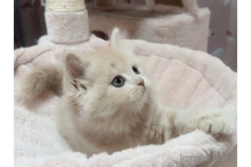 成約済の愛媛県のスコティッシュフォールド-84655の2枚目