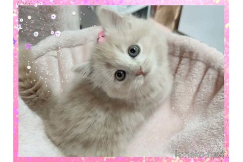 成約済の愛媛県のスコティッシュフォールド-84655の4枚目