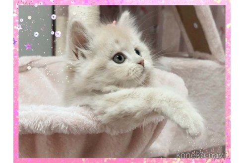 成約済の愛媛県のスコティッシュフォールド-84655の3枚目