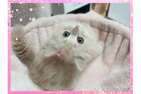 成約済の愛媛県のスコティッシュフォールド-84655の5枚目