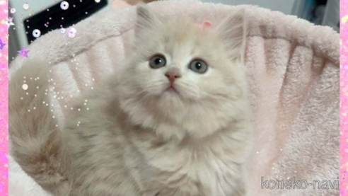 成約済の愛媛県のスコティッシュフォールド-84655の1枚目