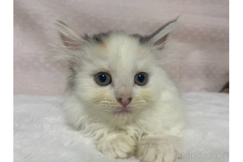 成約済の栃木県のサイベリアン-84667の3枚目