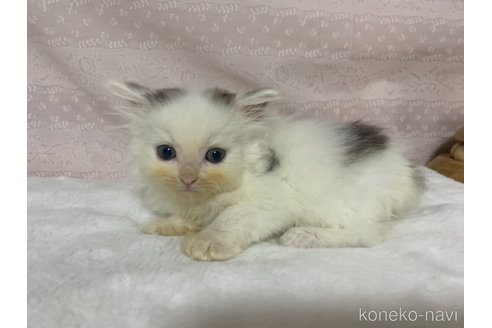成約済の栃木県のサイベリアン-84669の3枚目