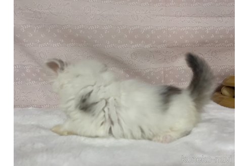 成約済の栃木県のサイベリアン-84669の5枚目