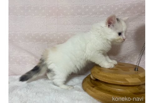 成約済の栃木県のサイベリアン-84670の2枚目