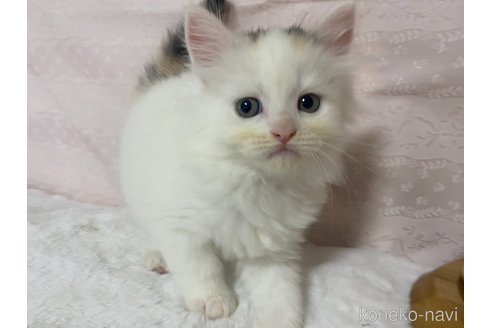 成約済の栃木県のサイベリアン-84670の3枚目