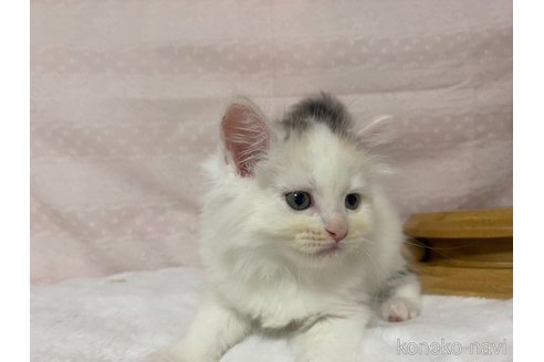 成約済の栃木県のサイベリアン-84670の4枚目