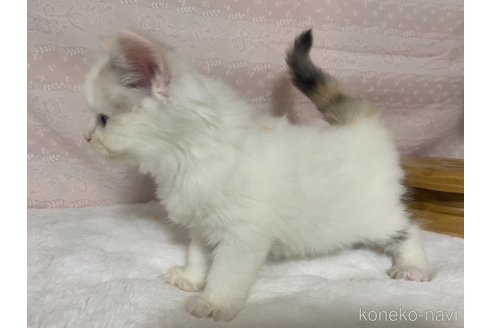 成約済の栃木県のサイベリアン-84670の6枚目