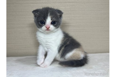 成約済の茨城県のスコティッシュフォールド(折れ耳)-84718の4枚目