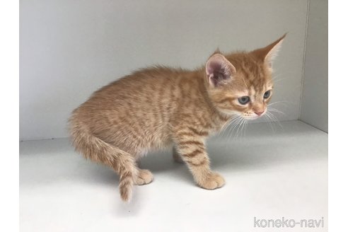 成約済の山形県のスコティッシュフォールド-84730の2枚目