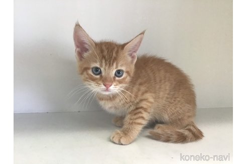 成約済の山形県のスコティッシュフォールド-84730の3枚目