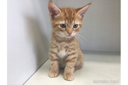 成約済の山形県のスコティッシュフォールド-84730の4枚目