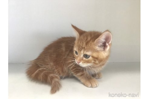 成約済の山形県のスコティッシュフォールド-84731の4枚目