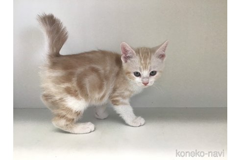 成約済の山形県のスコティッシュフォールド-84732の4枚目