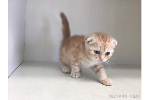 成約済の山形県のスコティッシュフォールド(折れ耳)-84733の2枚目