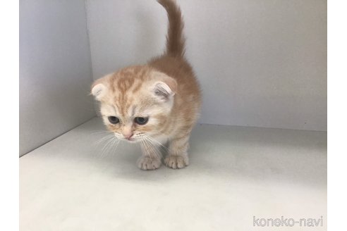 成約済の山形県のスコティッシュフォールド(折れ耳)-84733の3枚目