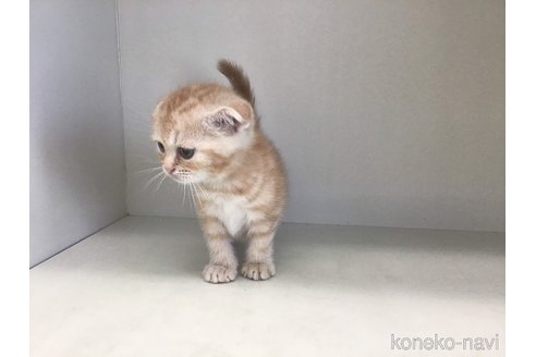 成約済の山形県のスコティッシュフォールド(折れ耳)-84733の4枚目