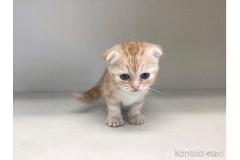 成約済の山形県のスコティッシュフォールド(折れ耳)-84733の5枚目