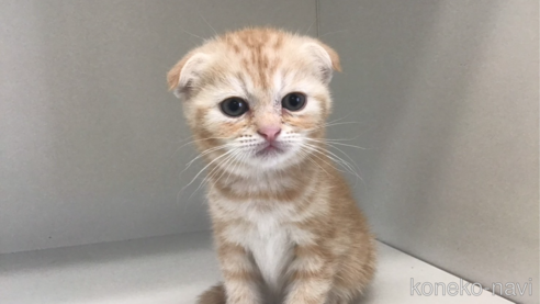 成約済の山形県のスコティッシュフォールド(折れ耳)-84733の1枚目