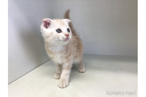 成約済の山形県のスコティッシュフォールド(折れ耳)-84734の2枚目