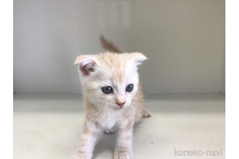成約済の山形県のスコティッシュフォールド(折れ耳)-84734の3枚目
