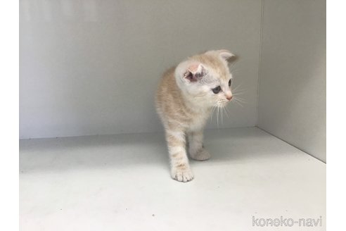 成約済の山形県のスコティッシュフォールド(折れ耳)-84734の4枚目