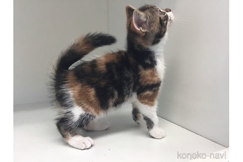 成約済の山形県のスコティッシュフォールド-84735の3枚目