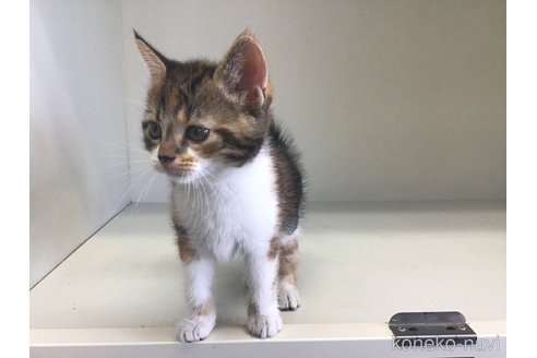 成約済の山形県のスコティッシュフォールド-84735の4枚目