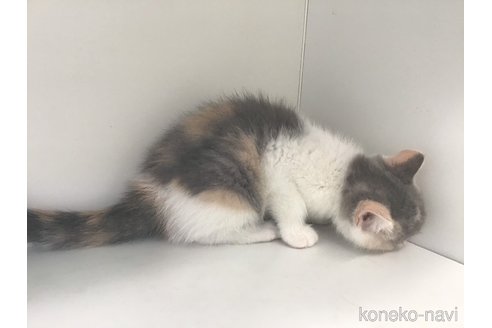 成約済の山形県のセルカークレックス-84739の5枚目