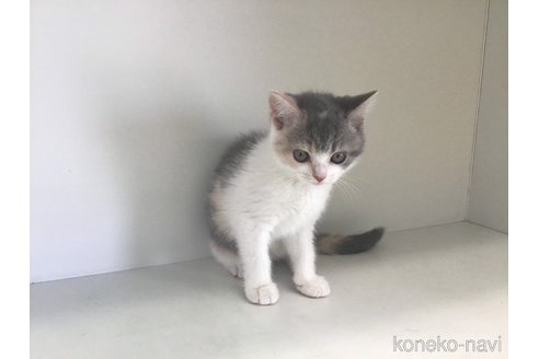 成約済の山形県のセルカークレックス-84739の3枚目