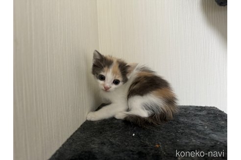 成約済の埼玉県のスコティッシュフォールド-78296の7枚目