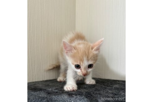 成約済の埼玉県のスコティッシュフォールド-78295の8枚目